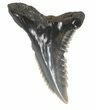 Fossil Hemipristis Shark Tooth - Maryland #42547-1